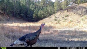 1,319 Acres, Dawes County, Pine Ridge Recreational Oasis