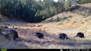 1,319 Acres, Dawes County, Pine Ridge Recreational Oasis