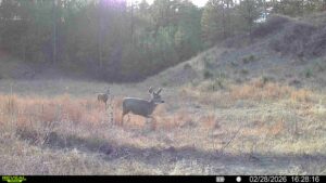 1,319 Acres, Dawes County, Pine Ridge Recreational Oasis