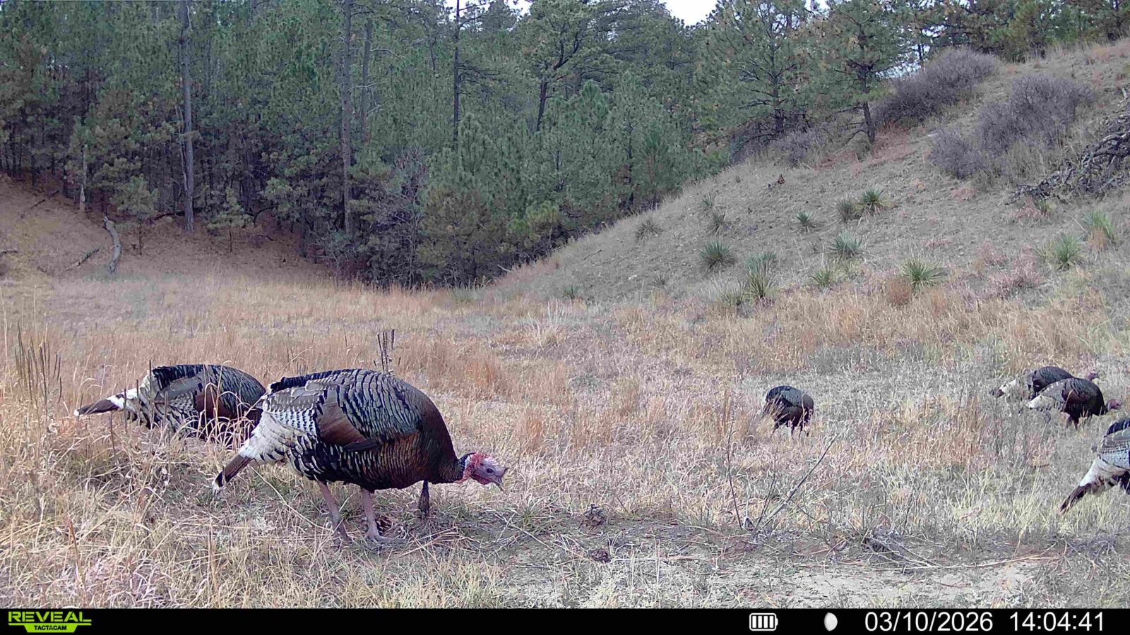 1,319 Acres, Dawes County, Pine Ridge Recreational Oasis