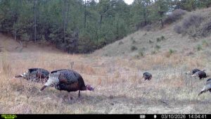 1,319 Acres, Dawes County, Pine Ridge Recreational Oasis
