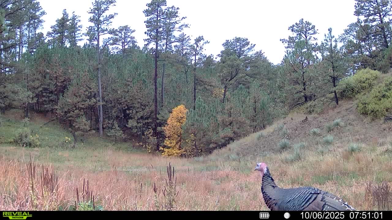 1,319 Acres, Dawes County, Pine Ridge Recreational Oasis