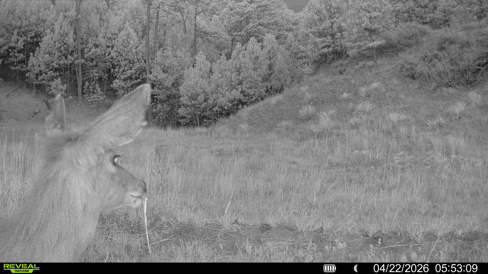 1,319 Acres, Dawes County, Pine Ridge Recreational Oasis