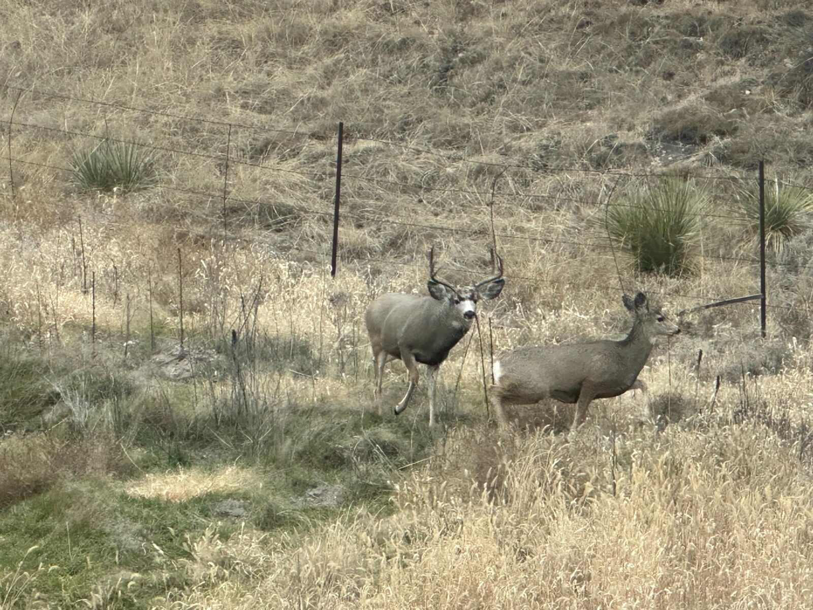 1,319 Acres, Dawes County, Pine Ridge Recreational Oasis