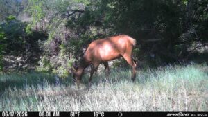 1,319 Acres, Dawes County, Pine Ridge Recreational Oasis