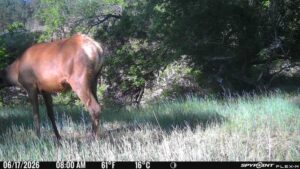 1,319 Acres, Dawes County, Pine Ridge Recreational Oasis