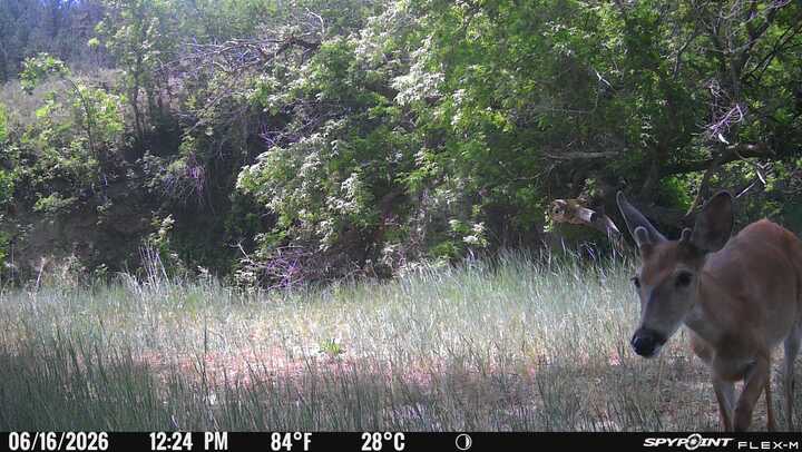 1,319 Acres, Dawes County, Pine Ridge Recreational Oasis