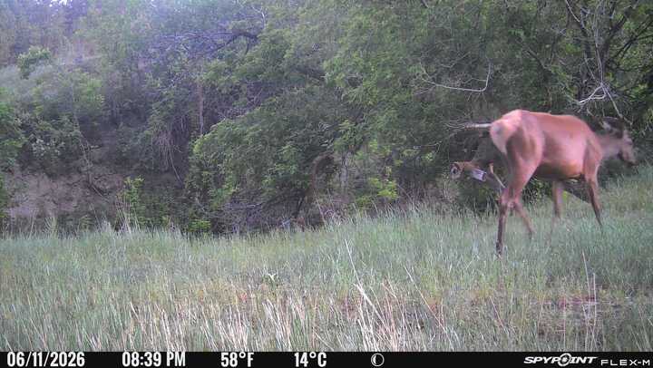 1,319 Acres, Dawes County, Pine Ridge Recreational Oasis