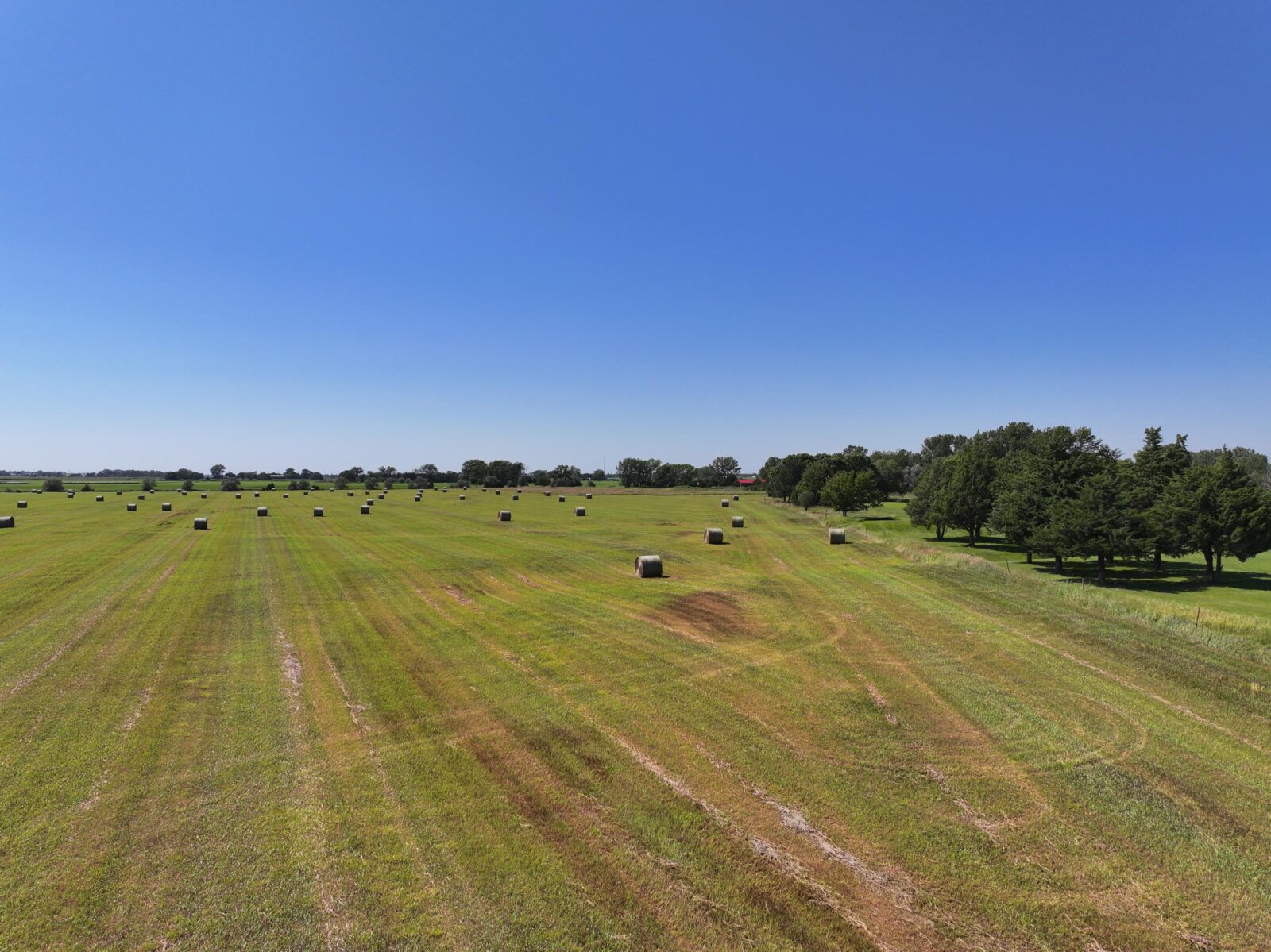 Buffalo Bill North Grass