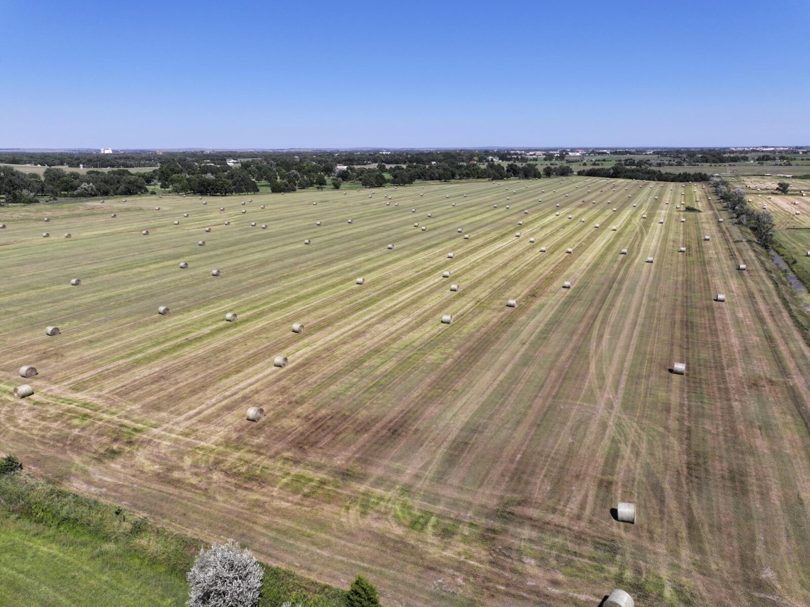 Buffalo Bill North Grass