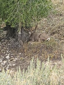 1,319 Acres, Dawes County, Pine Ridge Recreational Oasis