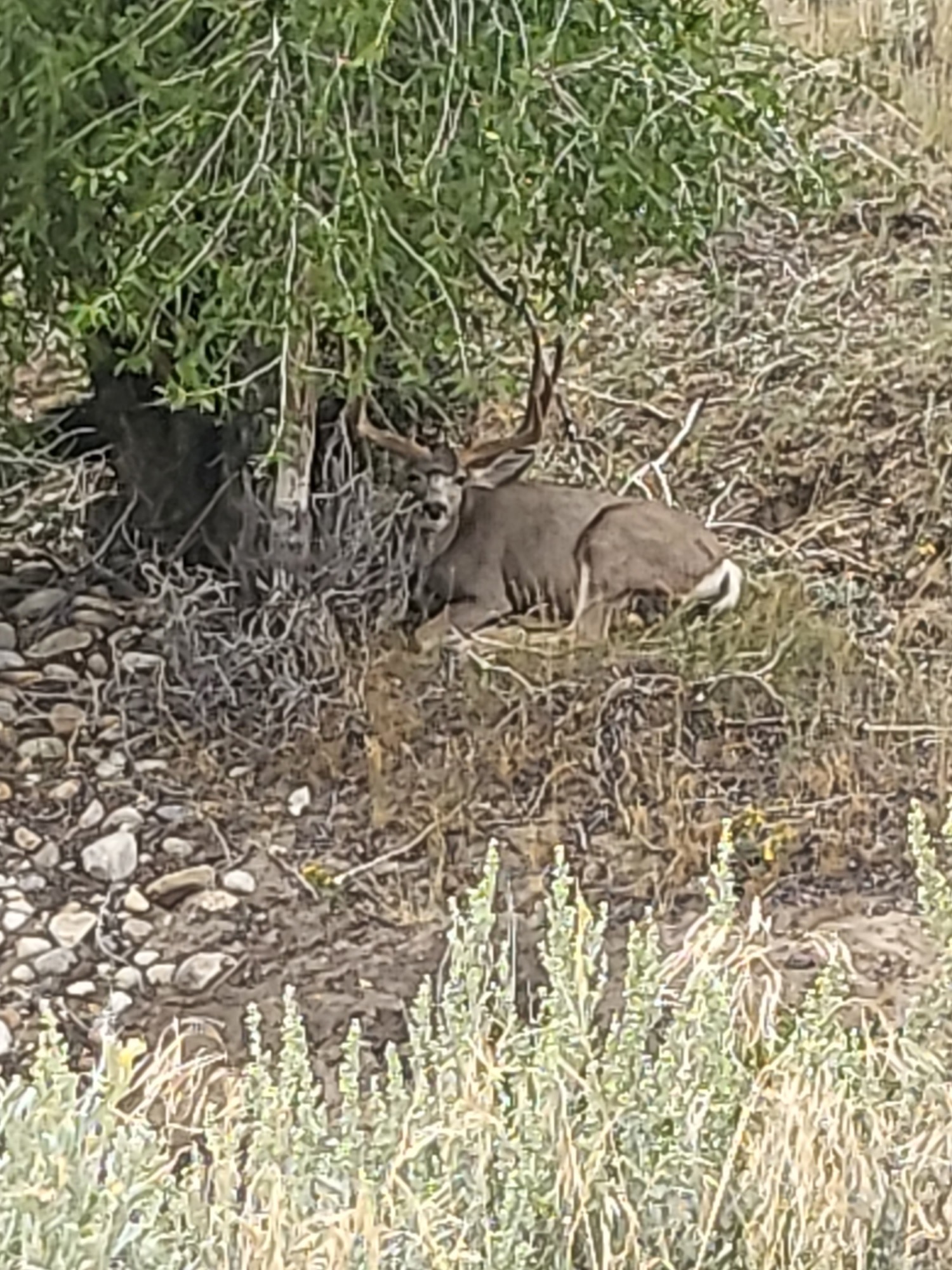 1,319 Acres, Dawes County, Pine Ridge Recreational Oasis