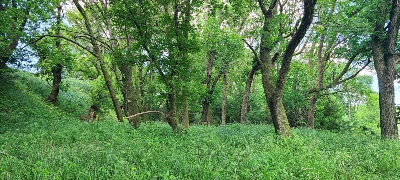 Greeley County, NE land for sale