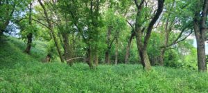 Greeley County, NE land for sale