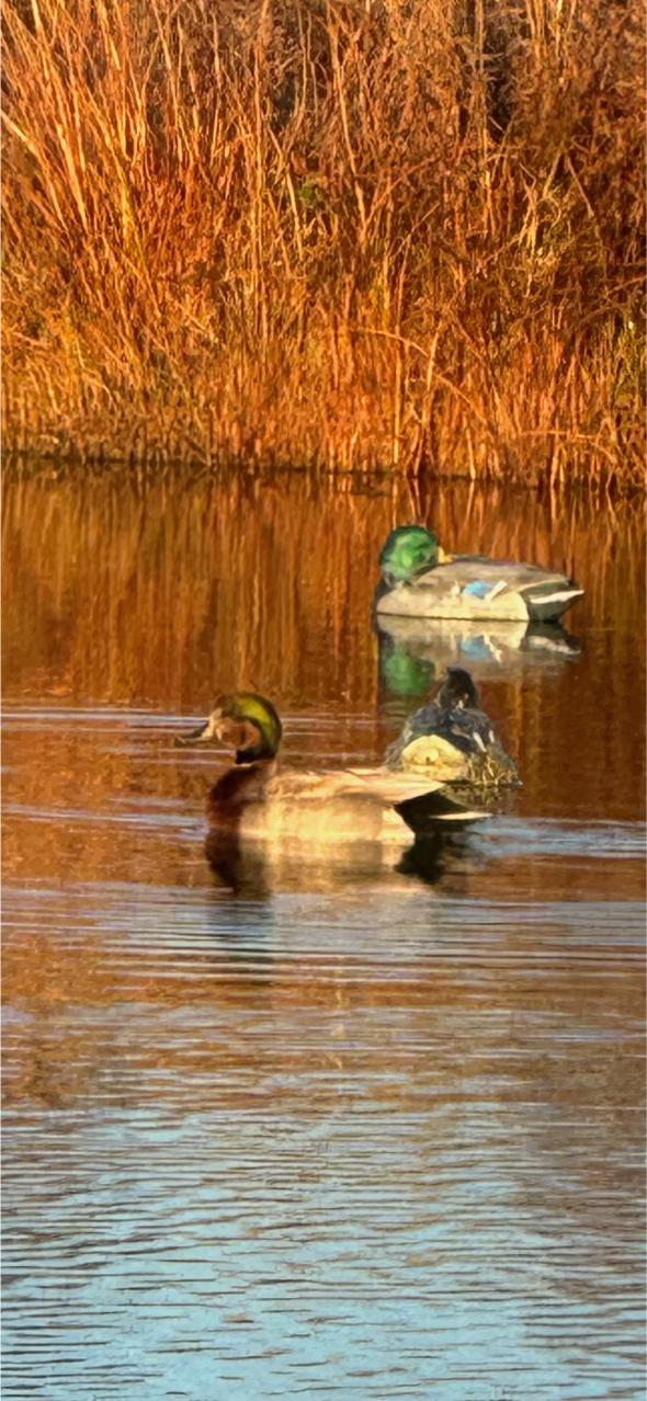 Sarben Nebraska hunting land for sale north platte river