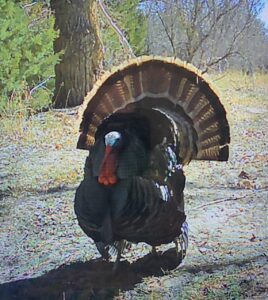 Sarben Nebraska hunting land for sale north platte river