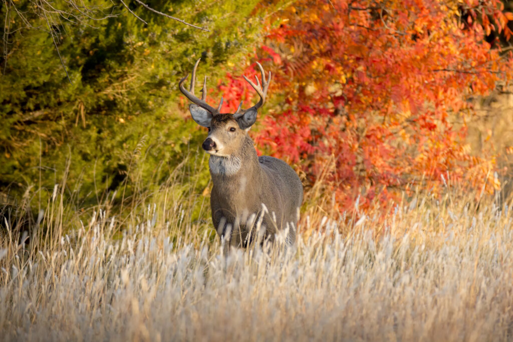 Nebraska Deer Hunting Guide: Seasons, Land Access, and Expert Local Tips