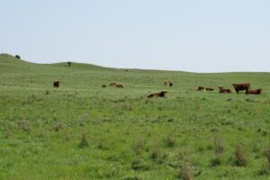 Cattle ranch for sale nebraska sandhills