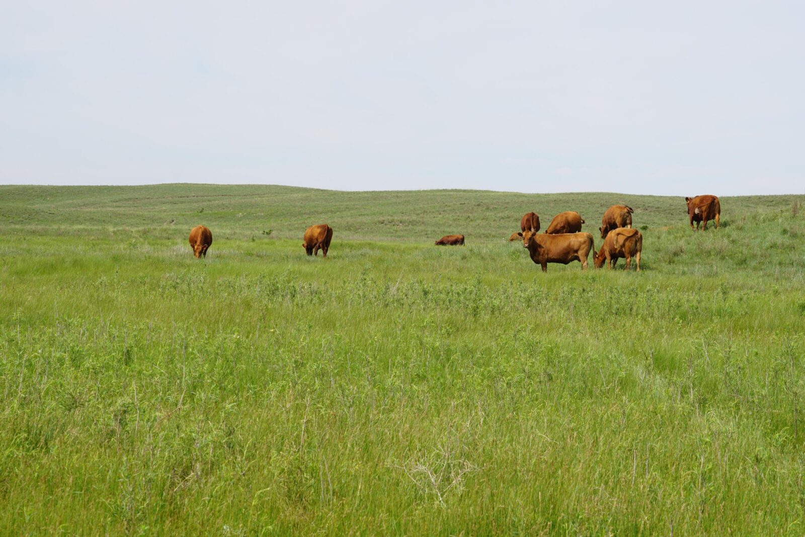 Cattle ranch for sale nebraska sandhills