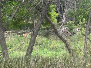 Harlan County Nebraska land auction