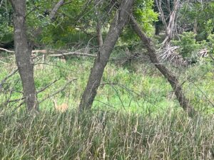 Harlan County Nebraska land auction