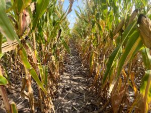 Harlan County Nebraska land auction