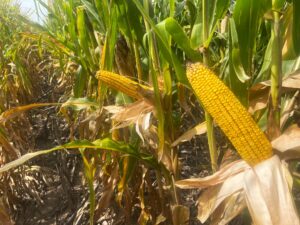 Harlan County Nebraska land auction