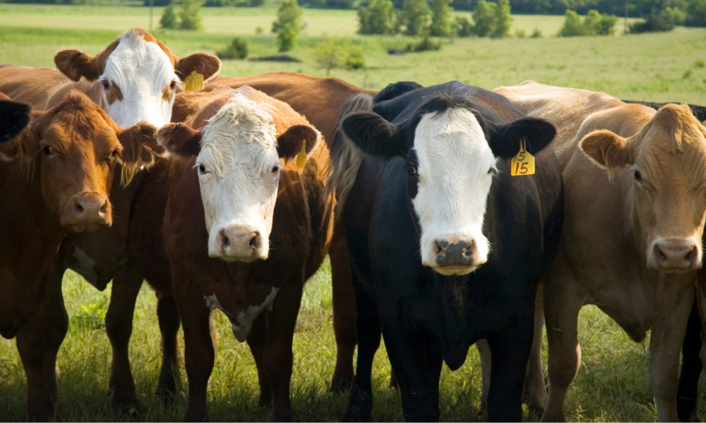 How to Register Your Farm as a Business