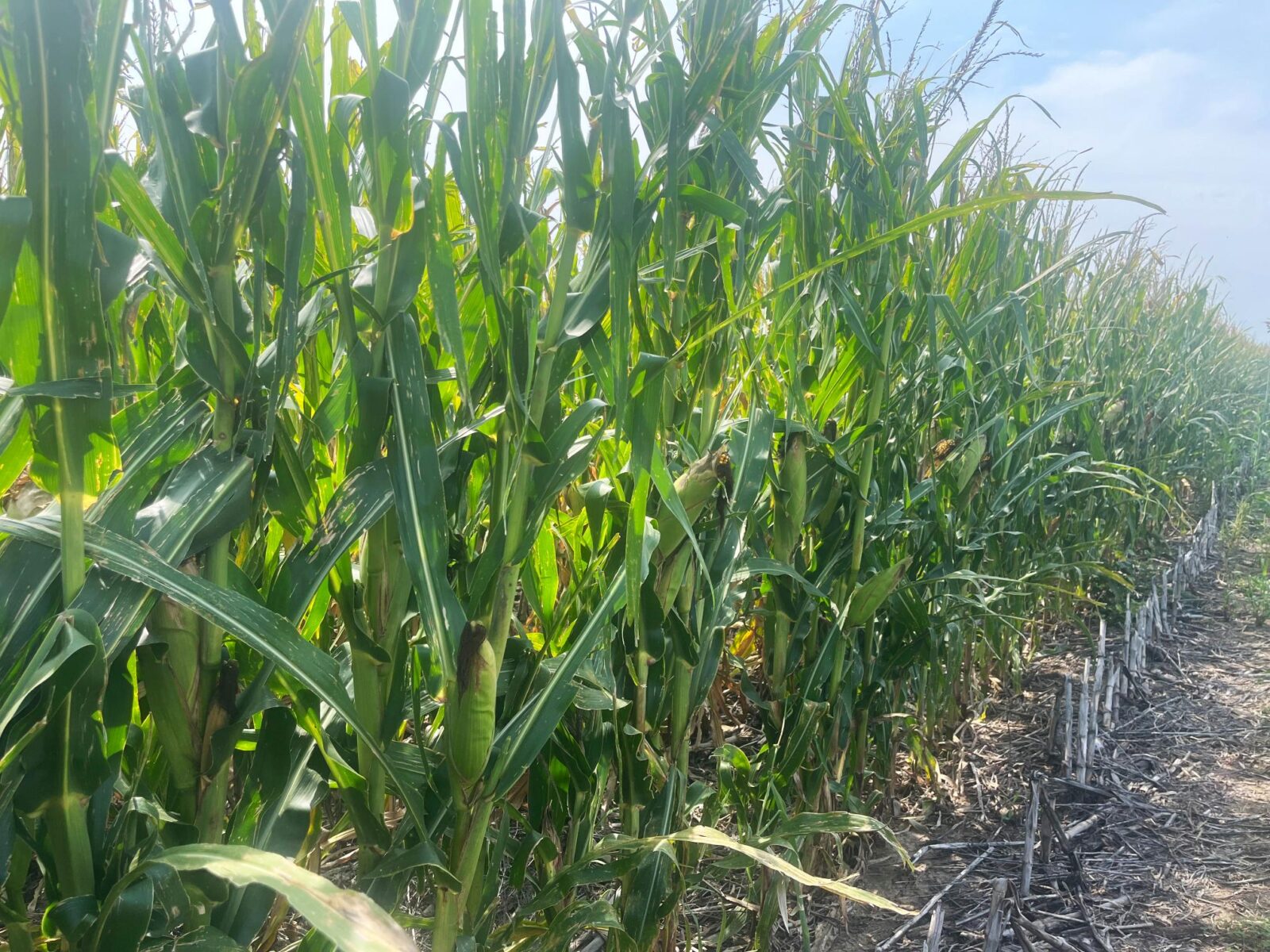 325 Acres, Bantam Estate Absolute Land Auction