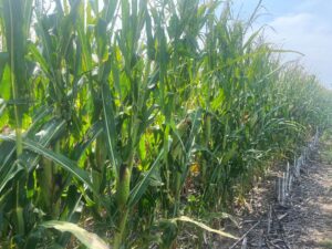 325 Acres, Bantam Estate Absolute Land Auction