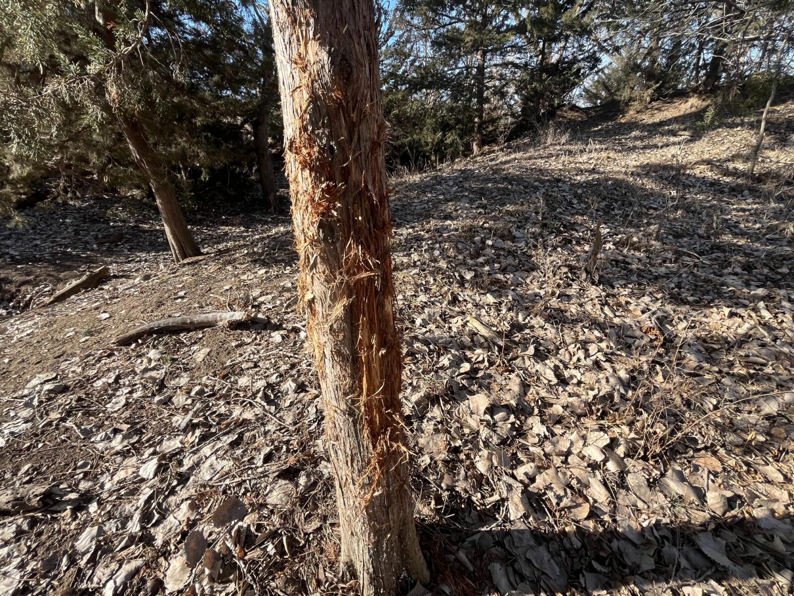 Butler County Nebraska land for sale