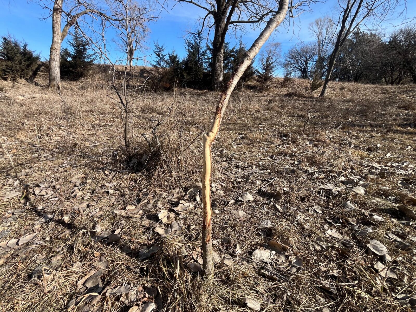 Butler County Nebraska land for sale