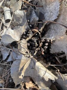 Butler County Nebraska land for sale