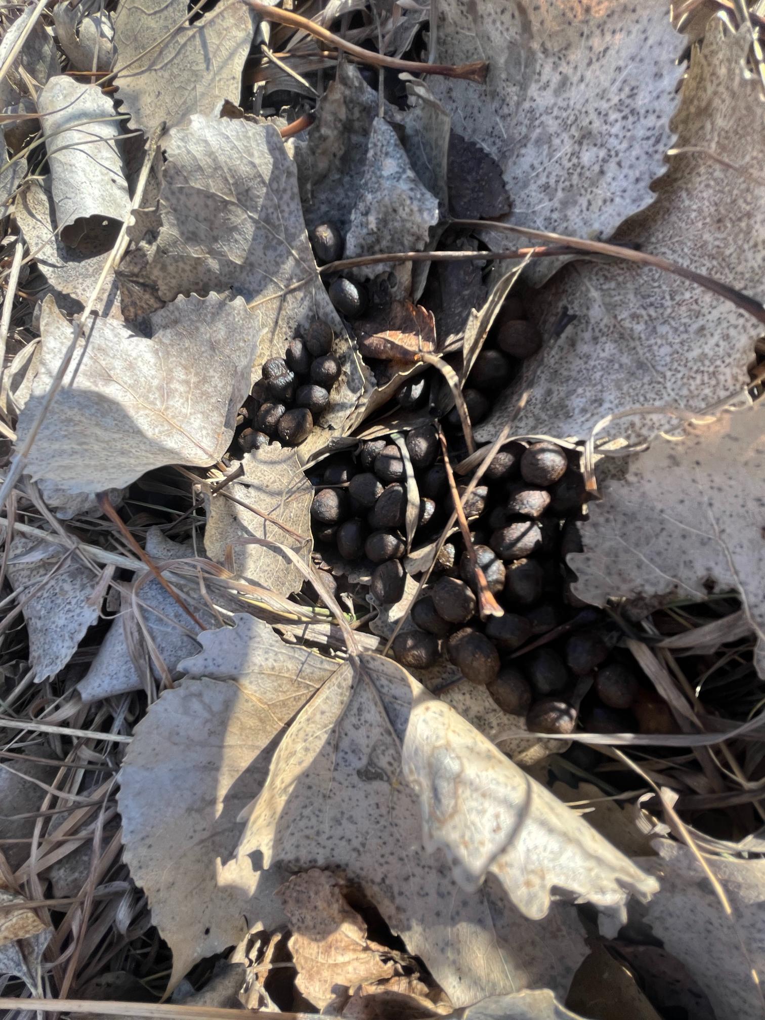 Butler County Nebraska land for sale