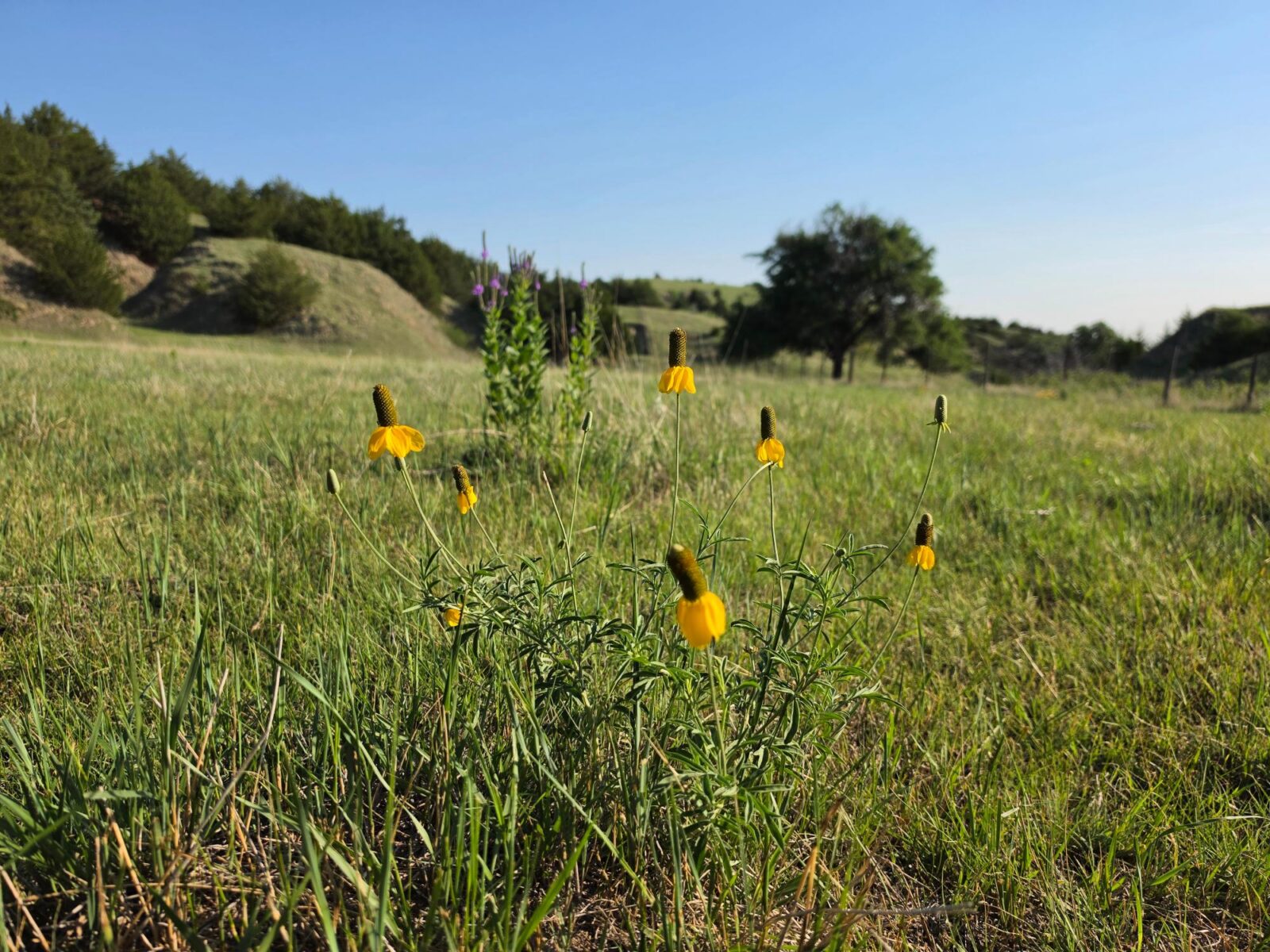 Wellfleet, Nebraska land for sale