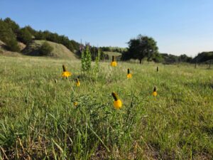 Wellfleet, Nebraska land for sale