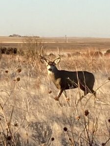 Box Butte County CRP land hunting for sale