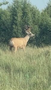 Box Butte County CRP land hunting for sale