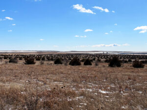 Box Butte County CRP land hunting for sale