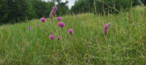 Land for sale North Platte, Nebraska