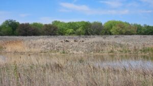 60 Acres, Fowl Weather Waterfowl Paradise