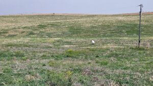 Buffalo County nebraska land for sale