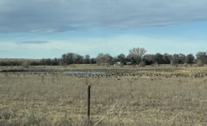 277 Acres, Prairie Springs Waterfowl Ranch