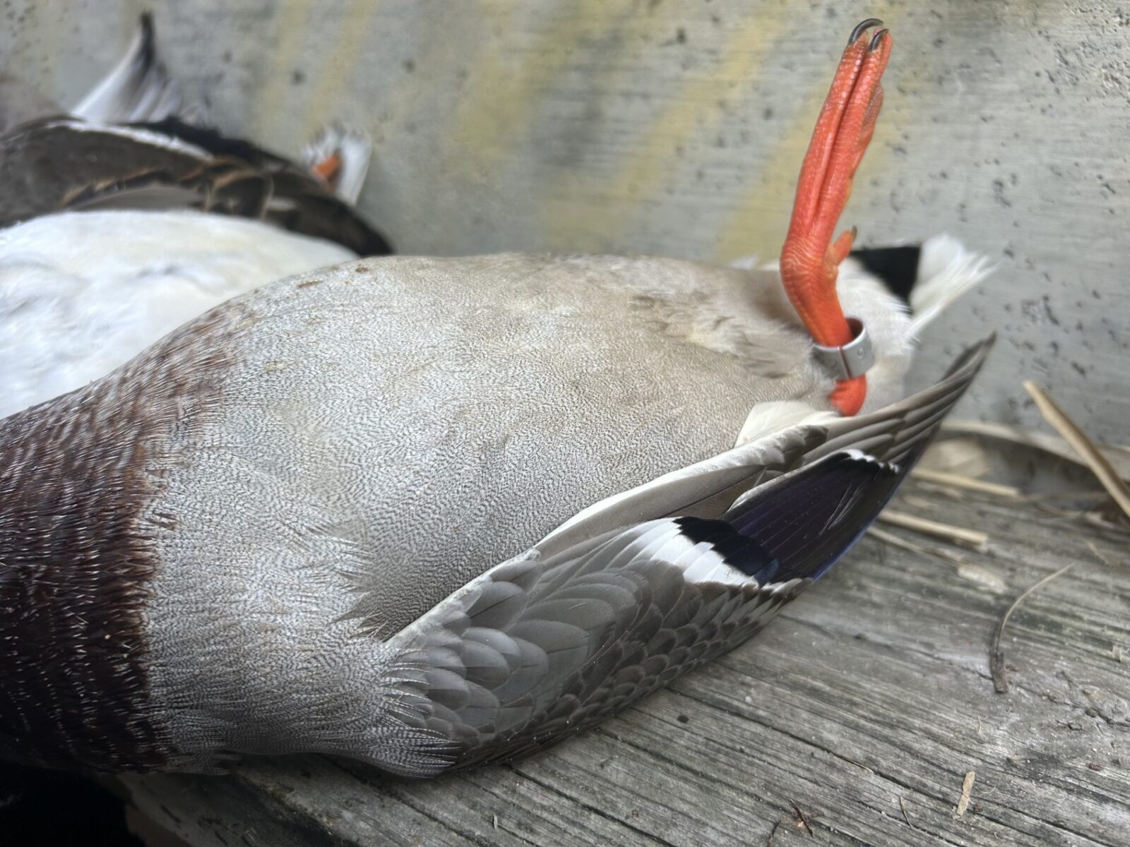 60 Acres, Fowl Weather Waterfowl Paradise