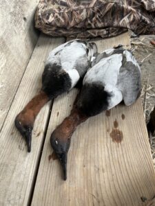 60 Acres, Fowl Weather Waterfowl Paradise