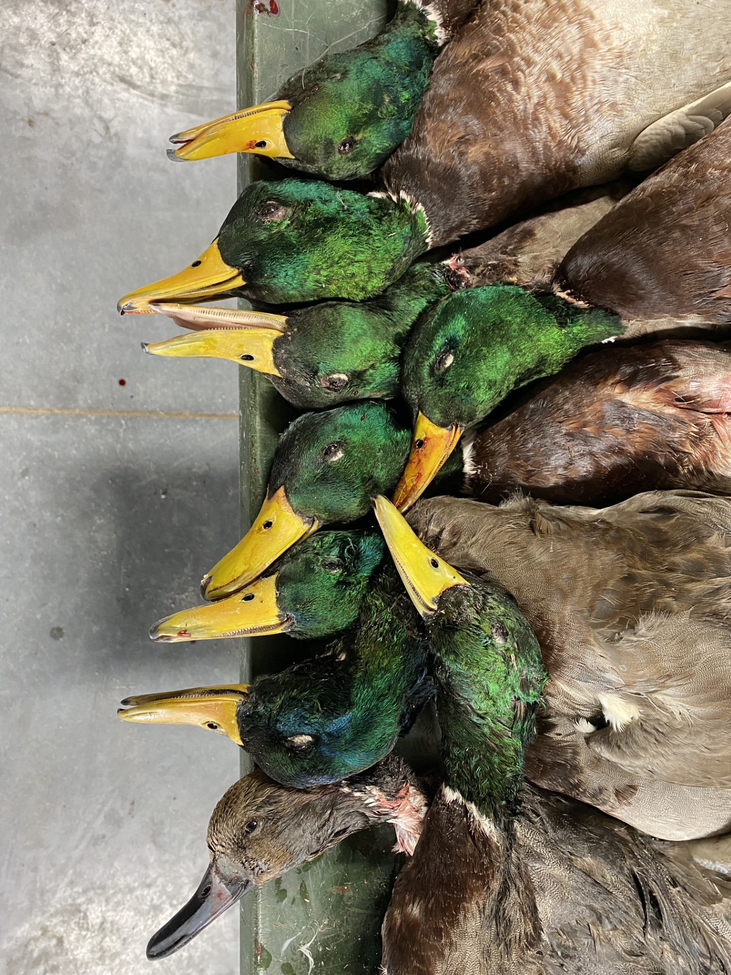 60 Acres, Fowl Weather Waterfowl Paradise