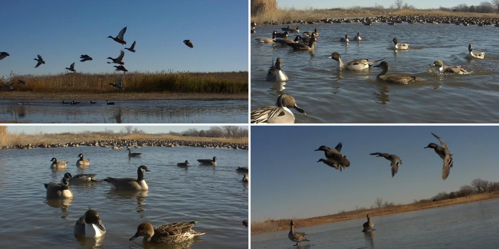 60 Acres, Fowl Weather Waterfowl Paradise