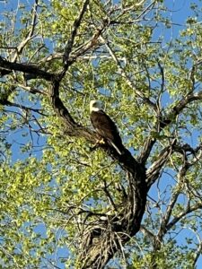 112 Acres, Maxwell Lake Retreat and Hunting