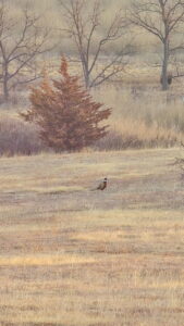 Swanson Reservoir home acreage land for sale