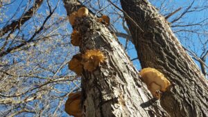 Hunting property for sale Nebraska
